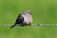 Mourning Dove